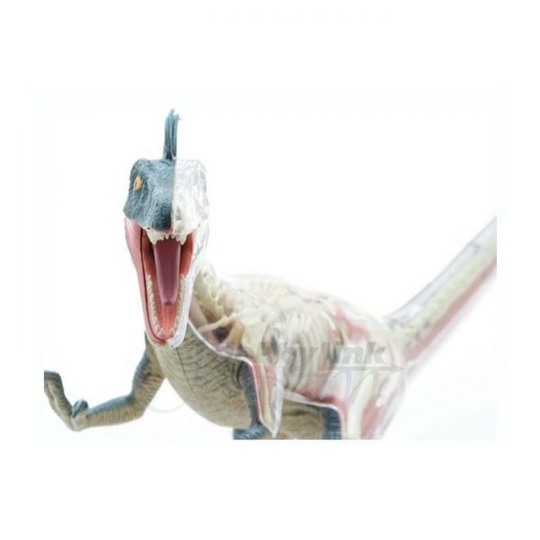 Velociraptor Anatomy Model