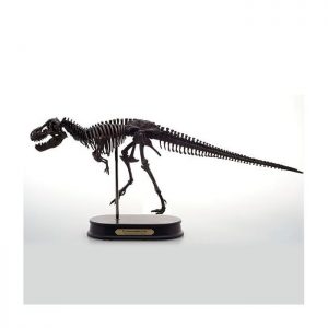 Tyrannosaurus Skeleton Model