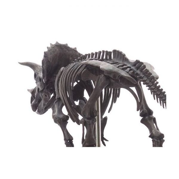 Triceratops Skeleton Model