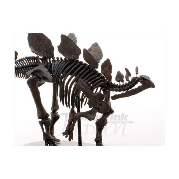 Stegosaurus Skeleton Model