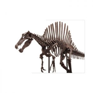 Spinosaurus Skeleton Model