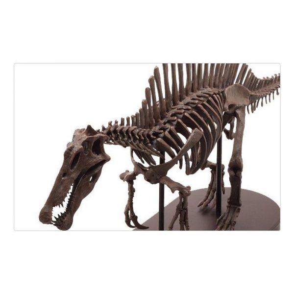Spinosaurus Skeleton Model