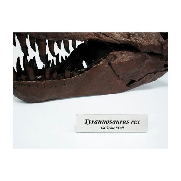 Tyrannosaurus Big Skull