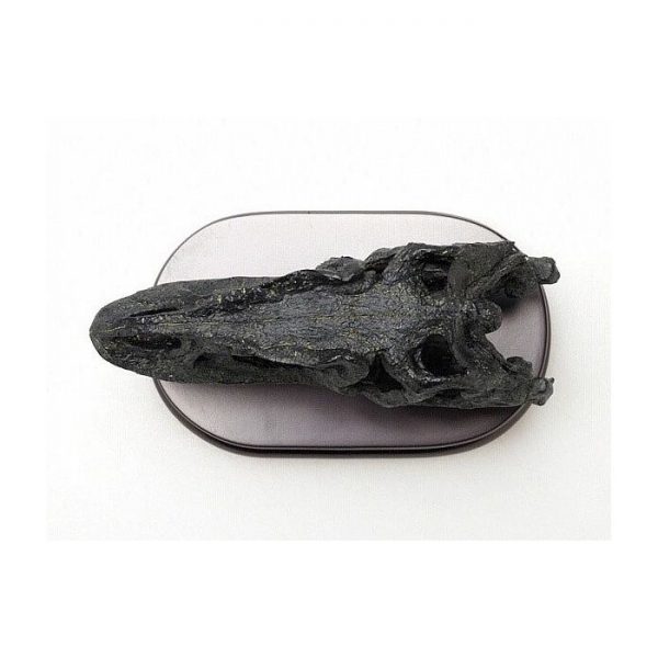 1/4 Allosaurus Skull & Jaws Model