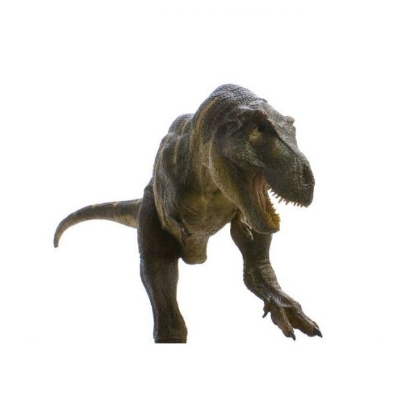Tyrannosaurus Trcic Model