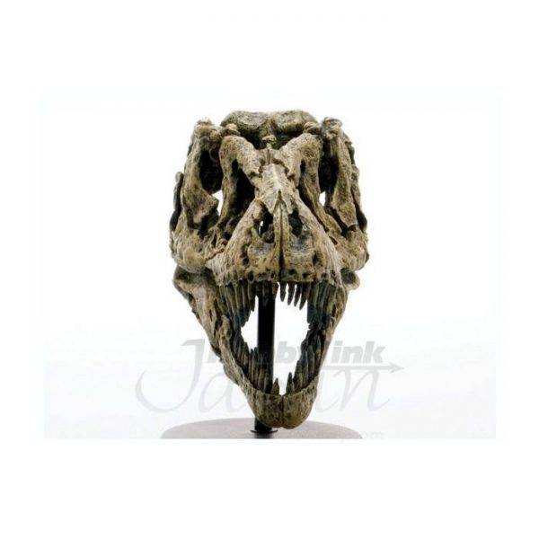 1/10 Tyrannosaurus Skull & Jaws Model