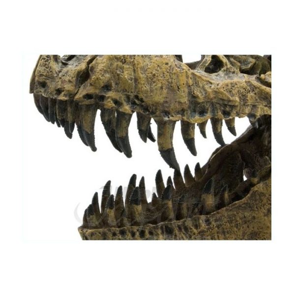 1/10 Tyrannosaurus Skull & Jaws Model