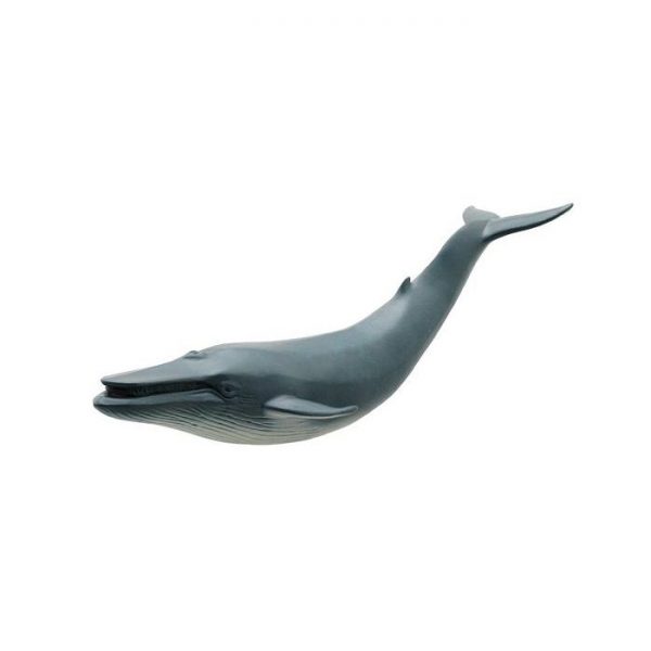 Blue Whale Soft Model