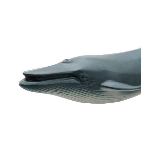 Blue Whale Soft Model