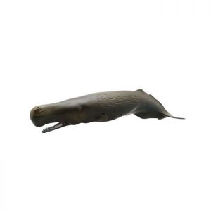 Sperm Whale Soft Model