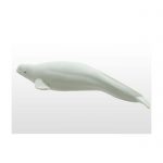 Beluga Dolphin Vinyl Model