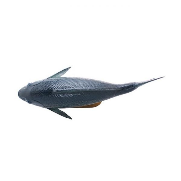 Smallscale Blackfish