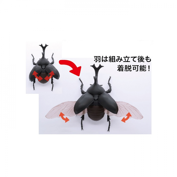 Living Thing Arc: Japanese Rhinoceros Beetle
