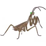 Living Thing Arc Tenodera Aridifolia / Japanese Giant Mantis