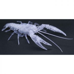 Living Thing Arc Procambarus Clarkii / Louisiana Crawfish